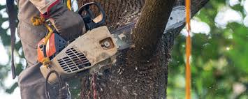 Leaf Removal in Lawrenceburg, IN