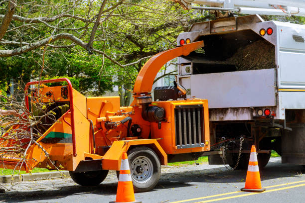 Professional Tree Removal in Lawrenceburg, IN